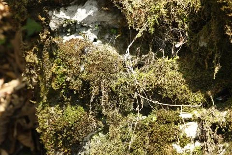 Green Moss on the Stone Stock Photos