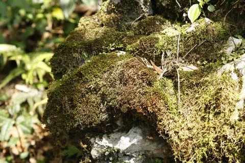 Green Moss on the Stone Stock Photos