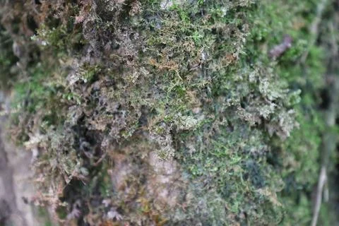 Green Moss on the Stone Stock Photos