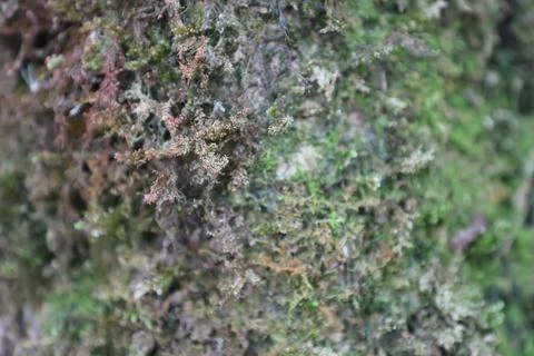 Green Moss on the Stone Stock Photos