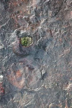 Green Moss on the Stone Stock Photos