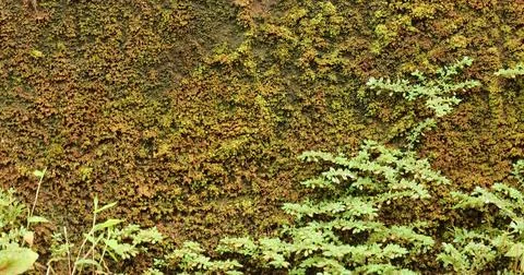Green Moss on the Stone Stock Photos