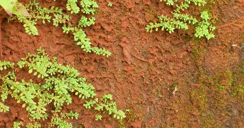 Green Moss on the Stone Stock Photos