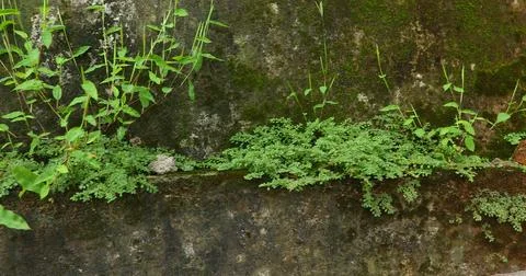 Green Moss on the Stone Stock Photos
