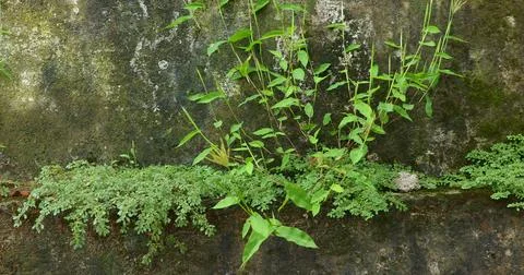 Green Moss on the Stone Stock Photos