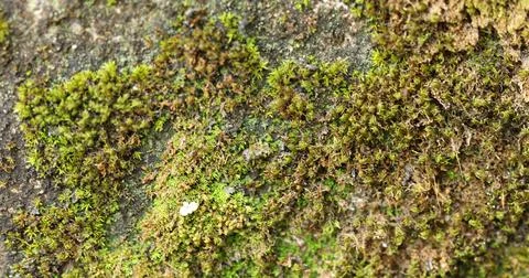 Green Moss on the Stone Stock Photos