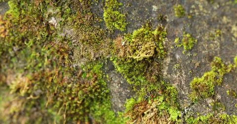 Green Moss on the Stone Stock Photos