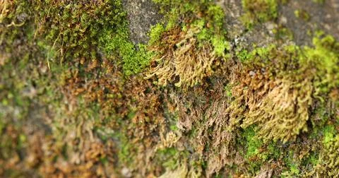 Green Moss on the Stone Stock Photos