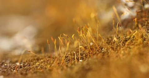 Green Moss on the Stone Stock Photos