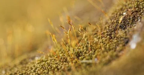 Green Moss on the Stone Stock Photos