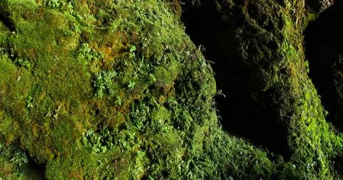 Green Moss on the Stone Stock Photos
