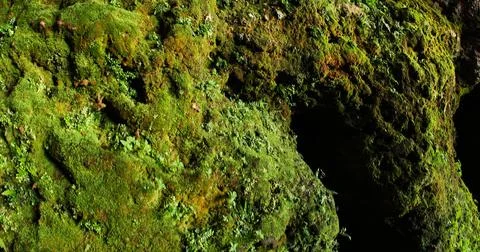 Green Moss on the Stone Stock Photos
