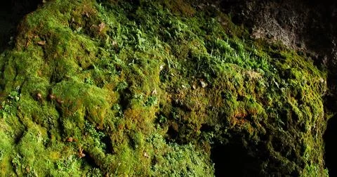 Green Moss on the Stone Stock Photos