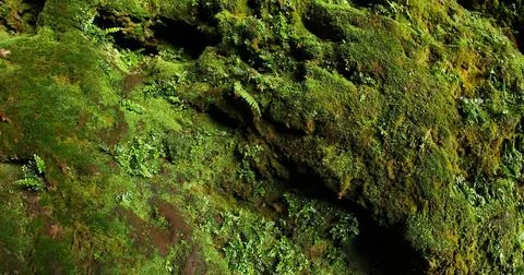 Green Moss on the Stone Stock Photos