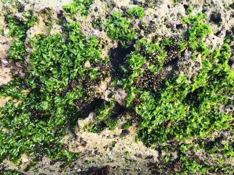 Green moss on the stone Stock Photos