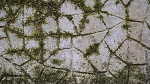Green moss is on the stone. Texture, background. 스톡 동영상 113784591
