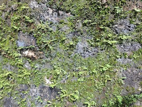 Green moss stone texture background. Ecology and environment concept. Stock Photos