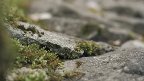 Green moss on stones close-up. Old stones. Rock Stock Footage 266070397