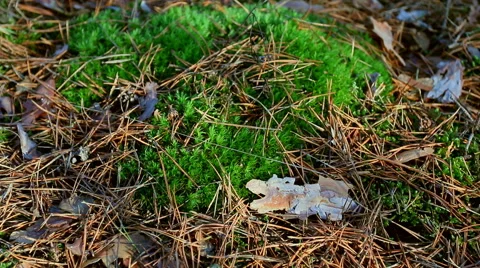 Green moss in a summer forest. Stock Footage 60220457