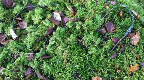 Green moss in summer forest Stock Footage 68813753