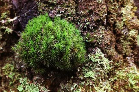 Green moss in summer in the forest fresh nature as a background for design. Stock Photos