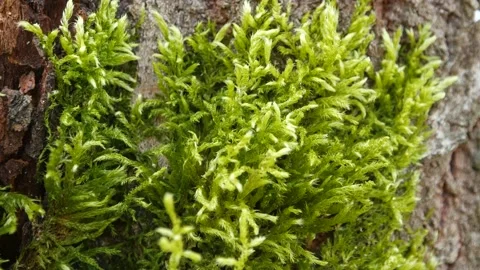 Green moss in the sunlight. Macro Stock Footage 154164272