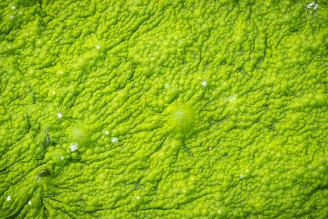 Green moss texture and background. Stock Photos
