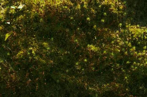 Green moss texture, background with copy space Stock Photos