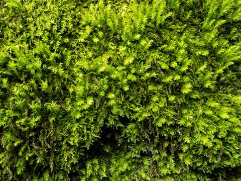 Green moss texture background in forest closeup Stock Photos