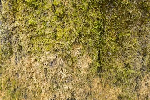 Green moss texture on the background. Moss Wallpaper Foto stock