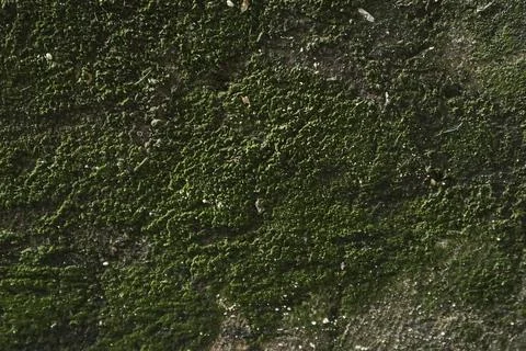 Green moss texture background Stock Photos