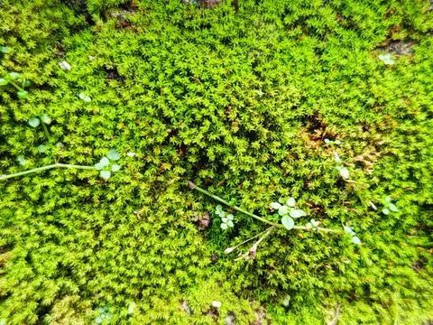 Green Moss Texture Background with Small Plants Stock Photos