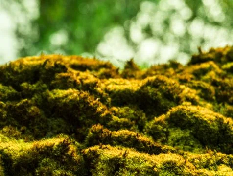 Green moss texture on the bark in forest Stock Photos