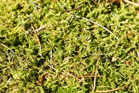 Green moss texture, macro and space for text Foto stock