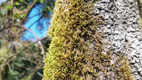 Green Moss Texture On Old Tree Trunk Vídeo Stock 344995476