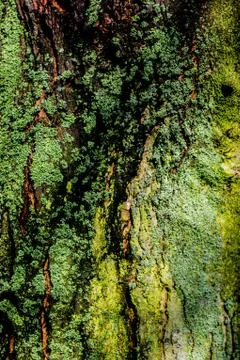 Green moss texture on old tree with narrow DOF  Stock Photos