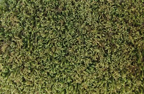 Green Moss Texture Stock Photos