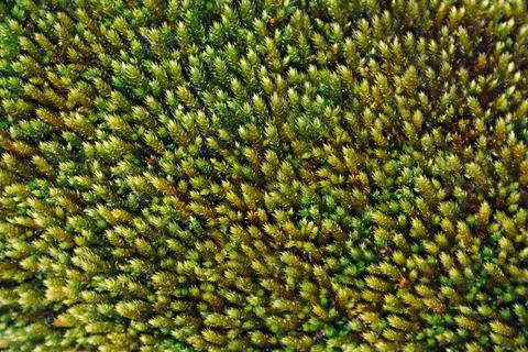 Green moss texture Stock Photos