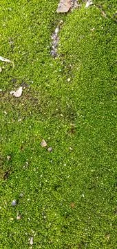 Green moss texture Foto stock