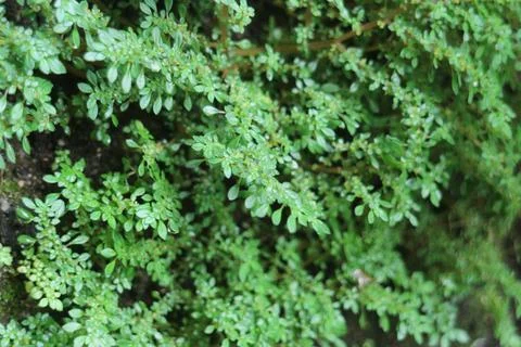 Green Moss Texture Stock Photos