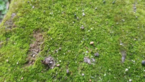 Green moss texture on rocks Stock Footage 304962239