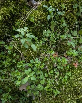 Green Moss Texture with Small Wild Plants in Forest Turkey Stock Photos