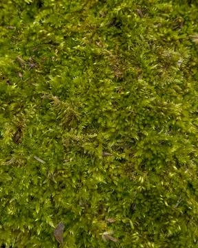 Green Moss Texture with Small Wild Plants in Forest Turkey Stock Photos