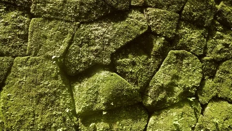 Green Moss Texture of Stone Brick Wall i, Stock Video