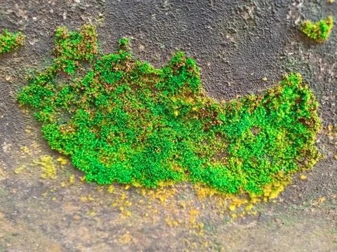 Green Moss Texture on Stone Wall Stock Photos