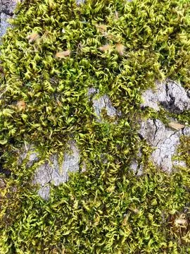 Green moss texture on tree bark background Stock Photos