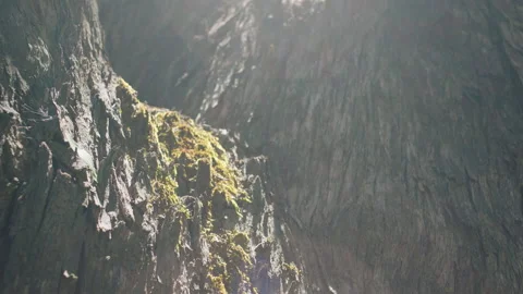 Green Moss Texture in Tree Trunk, Native Bush, South Australia Stock Footage 235969795