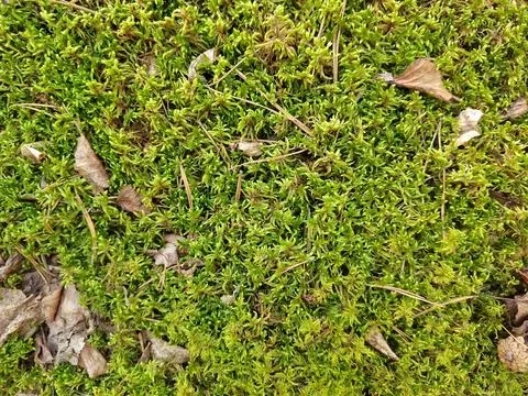 Green moss texture Wallpaper, background with copy space Stock Photos