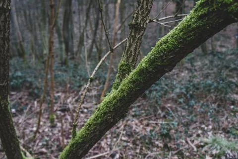 Green moss thin branch Stock Photos