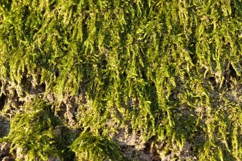 Green moss on a tree as a background. Foto stock